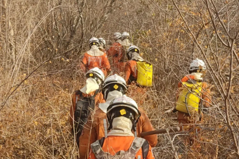 Cerca de 200 bombeiros atuam com drones e aviões no combate de incêndios florestais em 16 cidades da Bahia